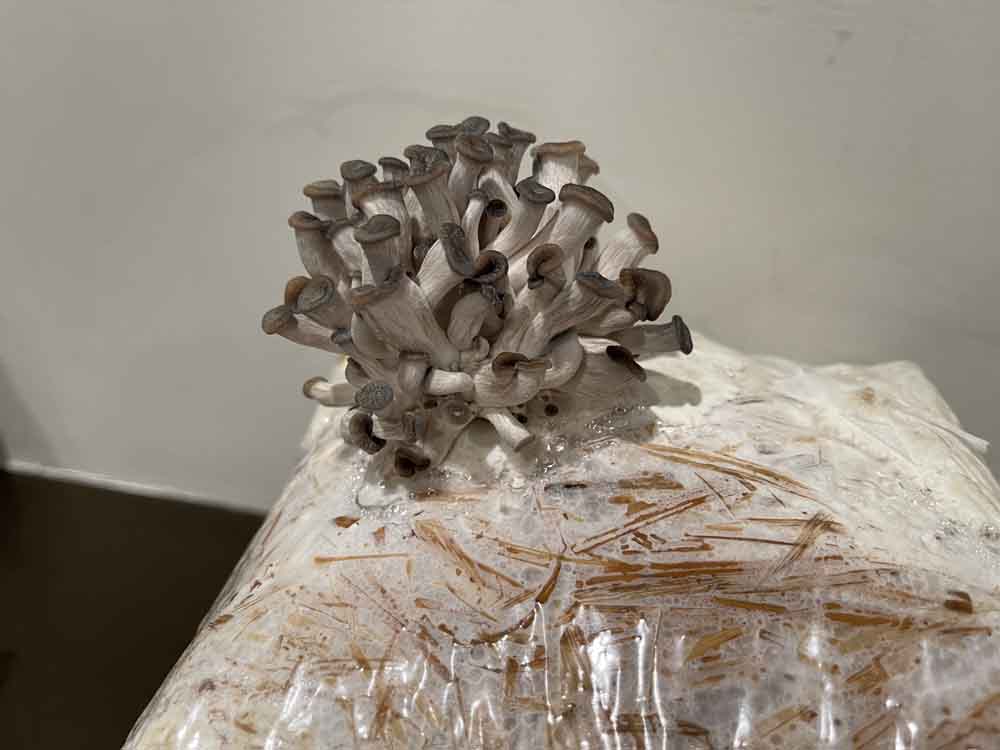 Close up picture of baby blue king oyster mushrooms growing from a Mushy Farms grow bag.