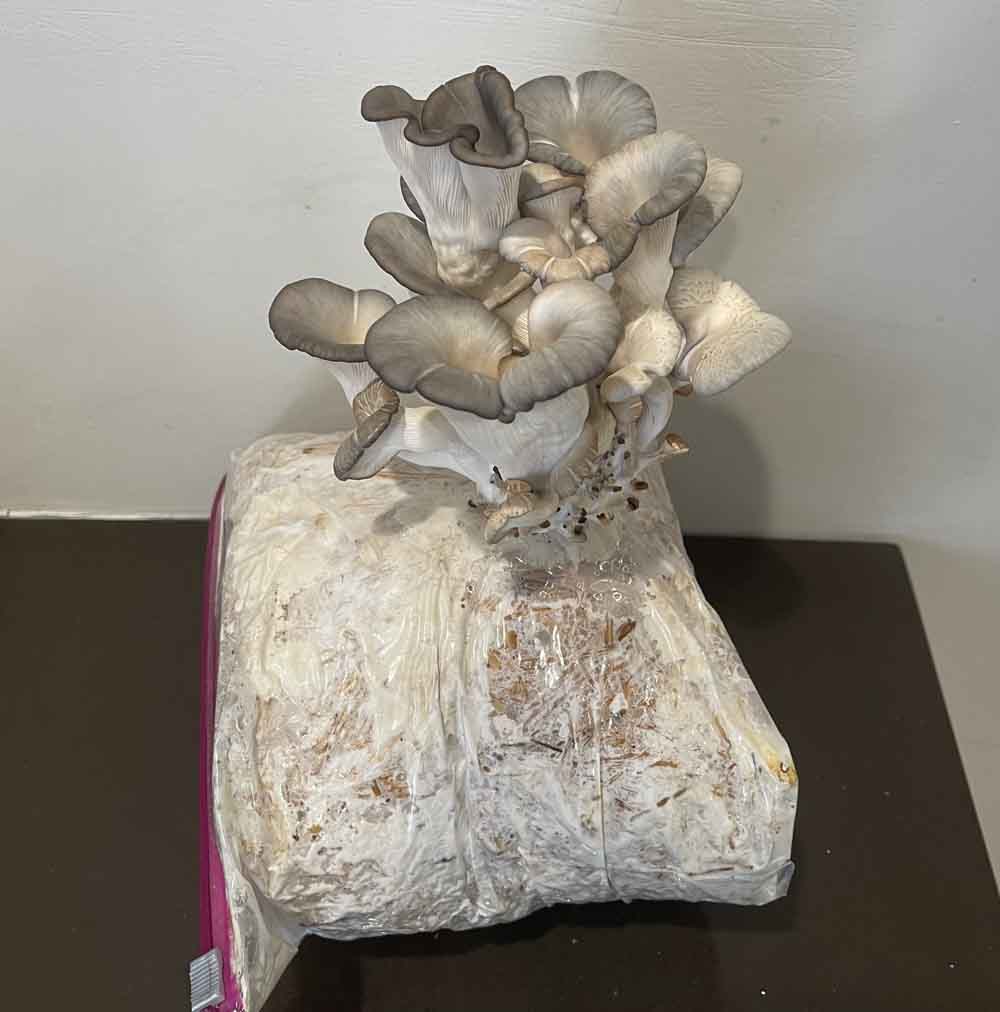 The Blue King Oyster Mushrooms are fat and meaty when ready for harvest.