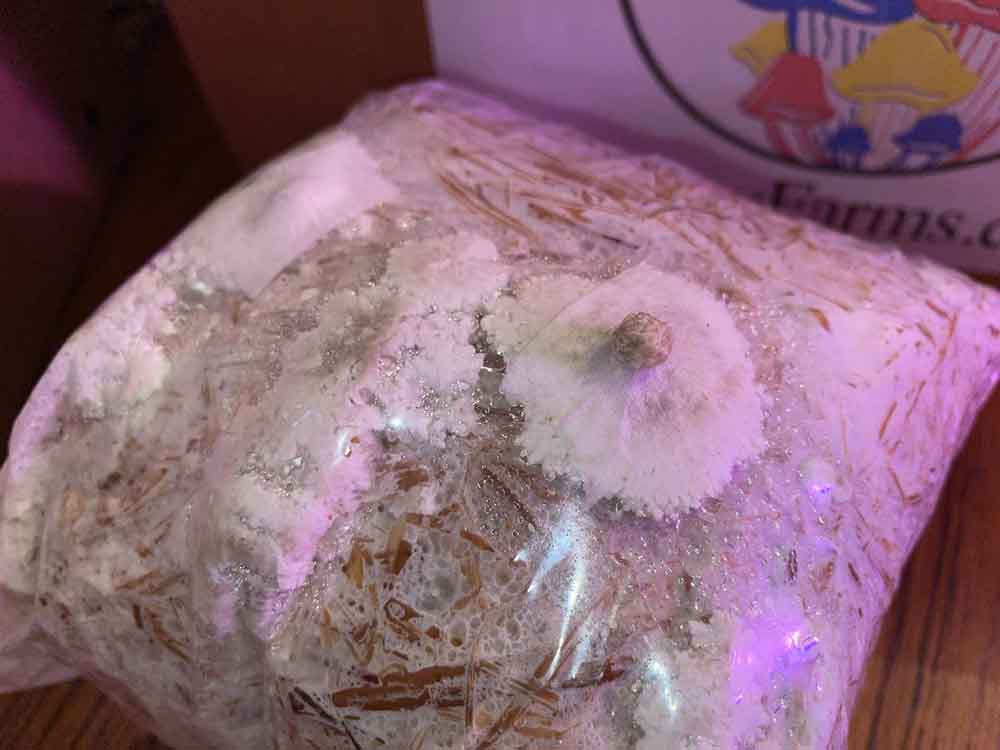 Baby Blue King Oyster Mushroom Pins growing out of their bag after pushing straight through the tape.